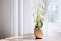 Large Ivory Ceramic Container - Choose Your Custom Tillandsia Air Plant -Air plant supply co. DSC00344