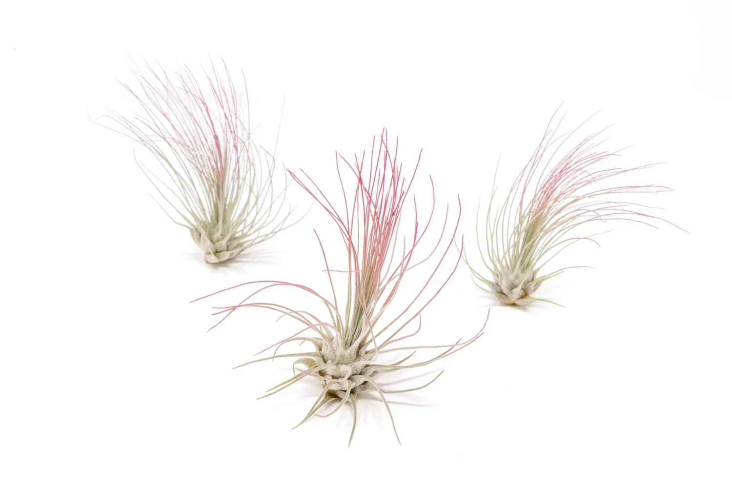 Color Enhanced - Tillandsia Argentea Air Plants - Image 5