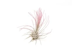 Color Enhanced - Tillandsia Argentea Air Plants -Air plant supply co. Enhanced Colored Tillandsia Air Plant Argentea Thin Fuchsia 2 1
