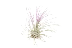 Lavender Enhanced Tillandsia Air Plants - Colorful Air Plants -Air plant supply co. Enhanced Colored Tillandsia Air Plant Argentea Thin Lavender 2 1 scaled