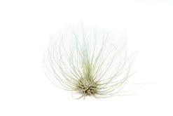 Color Enhanced - Tillandsia Argentea Air Plants -Air plant supply co. Enhanced Colored Tillandsia Air Plant Argentea Thin Light Blue 2 1 scaled