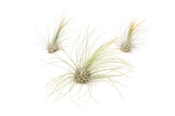 Color Enhanced - Tillandsia Argentea Air Plants -Air plant supply co. Enhanced Colored Tillandsia Air Plant Argentea Thin Orange 1 scaled