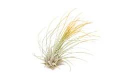 Orange Enhanced Tillandsia Air Plants - Colorful Air Plants -Air plant supply co. Enhanced Colored Tillandsia Air Plant Argentea Thin Orange 2 1 scaled