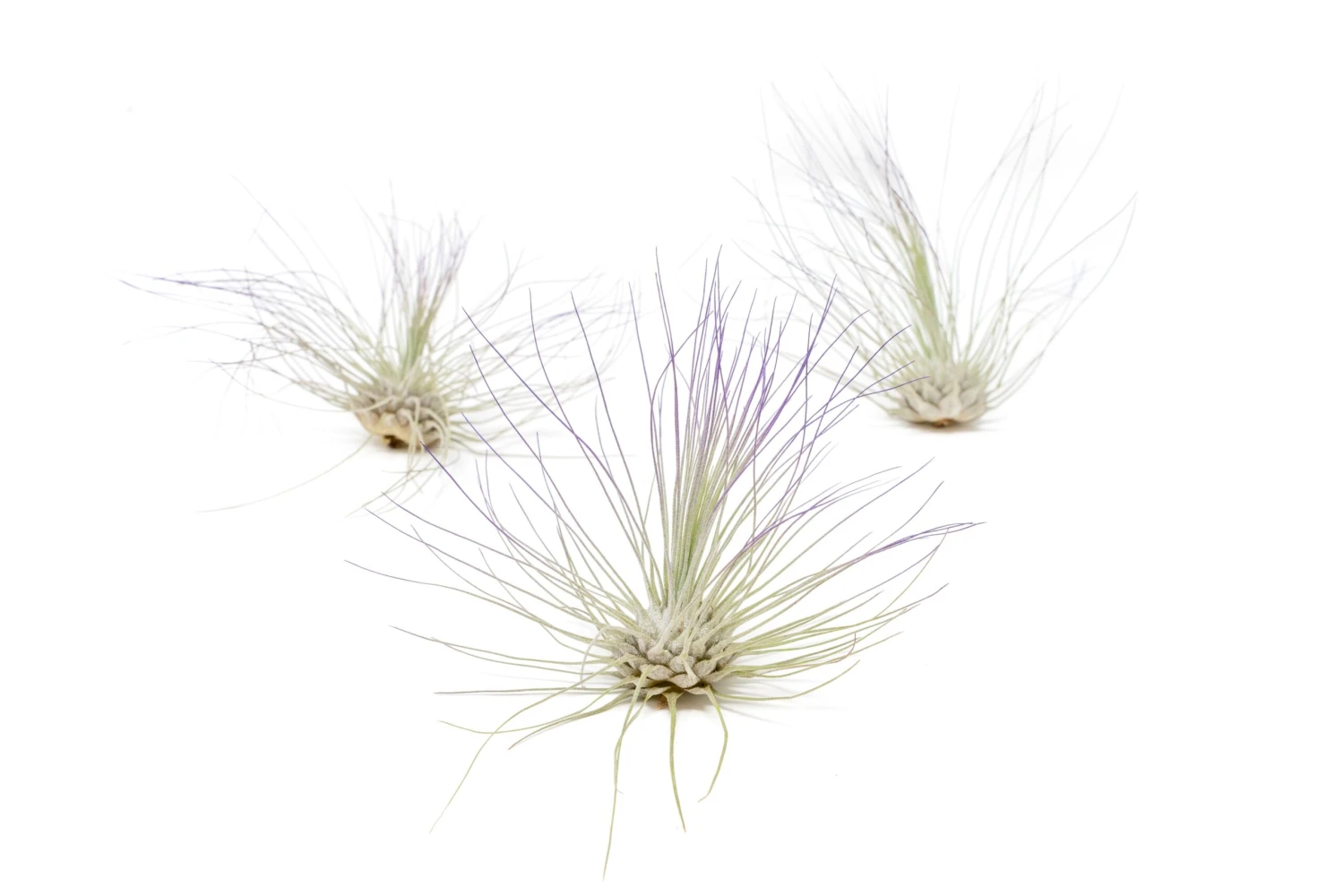 Purple Enhanced Tillandsia Air Plants - Colorful Air Plants 18 Purple Enhanced Tillandsia Air Plants - Colorful Air Plants - Image 18