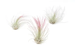 Raspberry Pink Enhanced Tillandsia Air Plants - Colorful Air Plants -Air plant supply co. Enhanced Colored Tillandsia Air Plant Argentea Thin Raspberry Pink 1 1 scaled