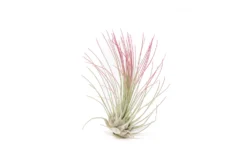 Raspberry Pink Enhanced Tillandsia Air Plants - Colorful Air Plants -Air plant supply co. Enhanced Colored Tillandsia Air Plant Argentea Thin Raspberry Pink 2 1 scaled
