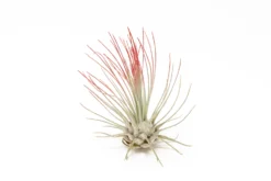 Color Enhanced - Tillandsia Argentea Air Plants -Air plant supply co. Enhanced Colored Tillandsia Air Plant Argentea Thin Red 2 1 scaled