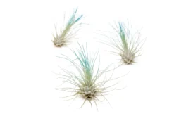 Teal Blue Enhanced Tillandsia Air Plants - Colorful Air Plants -Air plant supply co. Enhanced Colored Tillandsia Air Plant Argentea Thin Teal Blue 1 scaled