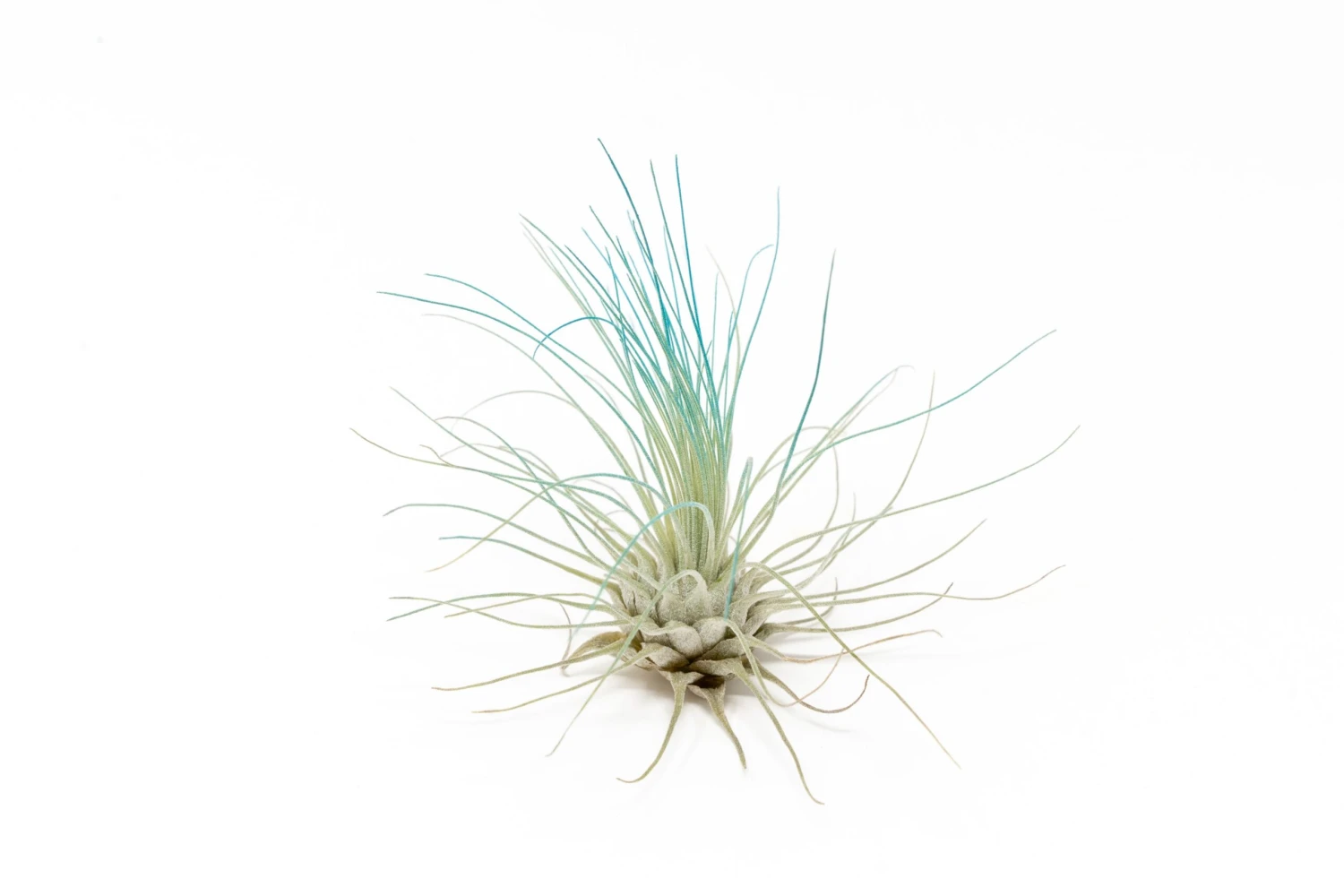 Color Enhanced - Tillandsia Argentea Air Plants - Image 19