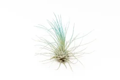 Teal Blue Enhanced Tillandsia Air Plants - Colorful Air Plants -Air plant supply co. Enhanced Colored Tillandsia Air Plant Argentea Thin Teal Blue 2 scaled
