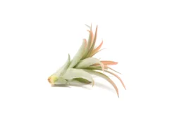 Coral Enhanced Tillandsia Air Plants - Colorful Air Plants 26 Coral Enhanced Tillandsia Air Plants - Colorful Air Plants -Air plant supply co. Enhanced Colored Tillandsia Air Plant Brachycaulos Abdita Coral 2 1 scaled