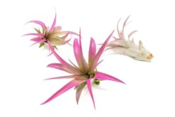 Color Enhanced - Tillandsia Abdita Brachycaulos Air Plants 26 Color Enhanced - Tillandsia Abdita Brachycaulos Air Plants -Air plant supply co. Enhanced Colored Tillandsia Air Plant Brachycaulos Abdita Fuchsia 1 1