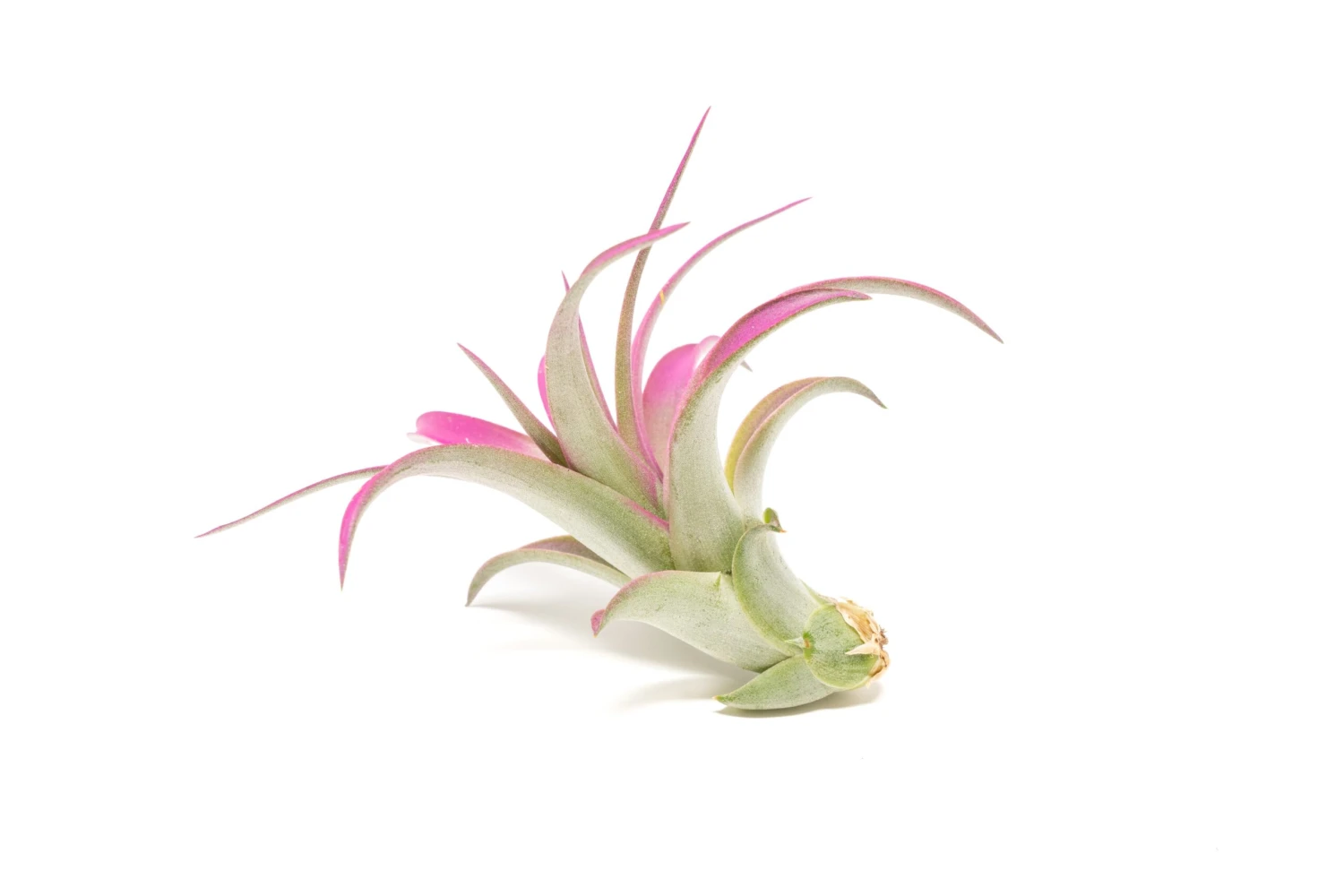 Color Enhanced - Tillandsia Abdita Brachycaulos Air Plants 8 Color Enhanced - Tillandsia Abdita Brachycaulos Air Plants - Image 8