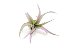 Color Enhanced - Tillandsia Abdita Brachycaulos Air Plants -Air plant supply co. Enhanced Colored Tillandsia Air Plant Brachycaulos Abdita Lavender 2 scaled