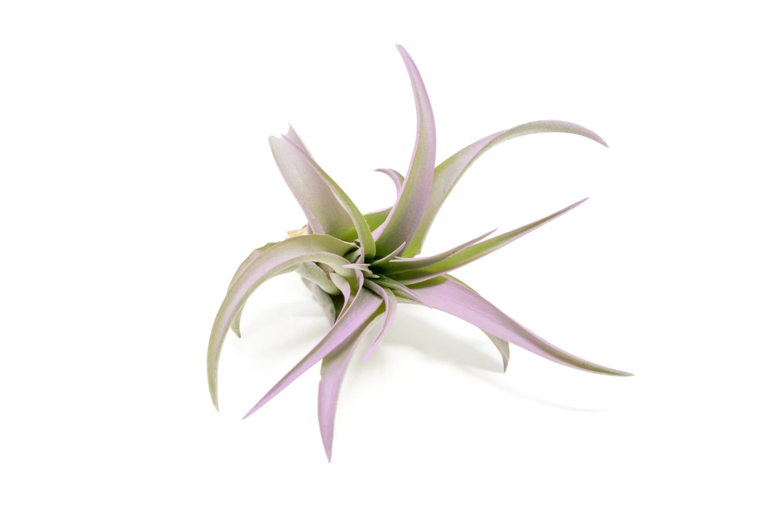 Color Enhanced - Tillandsia Abdita Brachycaulos Air Plants 16 Color Enhanced - Tillandsia Abdita Brachycaulos Air Plants - Image 16
