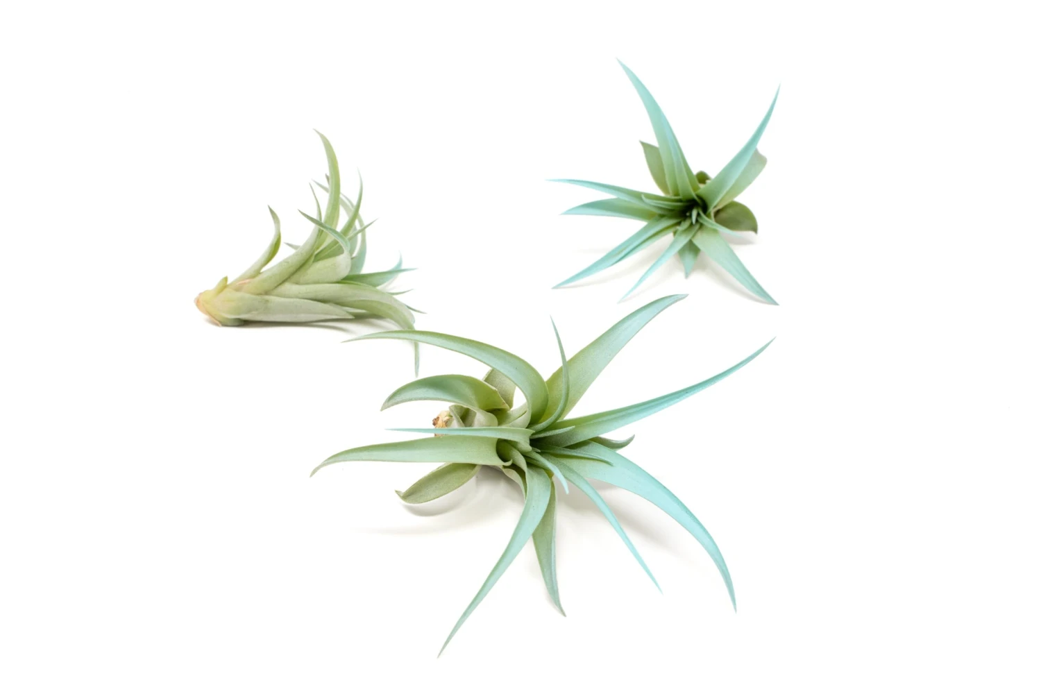 Color Enhanced - Tillandsia Abdita Brachycaulos Air Plants 13 Color Enhanced - Tillandsia Abdita Brachycaulos Air Plants - Image 13