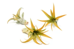 Orange Enhanced Tillandsia Air Plants - Colorful Air Plants -Air plant supply co. Enhanced Colored Tillandsia Air Plant Brachycaulos Abdita Orange 1 1 scaled