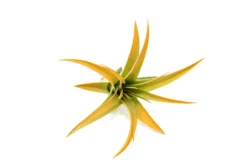Orange Enhanced Tillandsia Air Plants - Colorful Air Plants -Air plant supply co. Enhanced Colored Tillandsia Air Plant Brachycaulos Abdita Orange 2 1 scaled