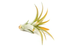 Orange Enhanced Tillandsia Air Plants - Colorful Air Plants -Air plant supply co. Enhanced Colored Tillandsia Air Plant Brachycaulos Abdita Orange 3 1 scaled