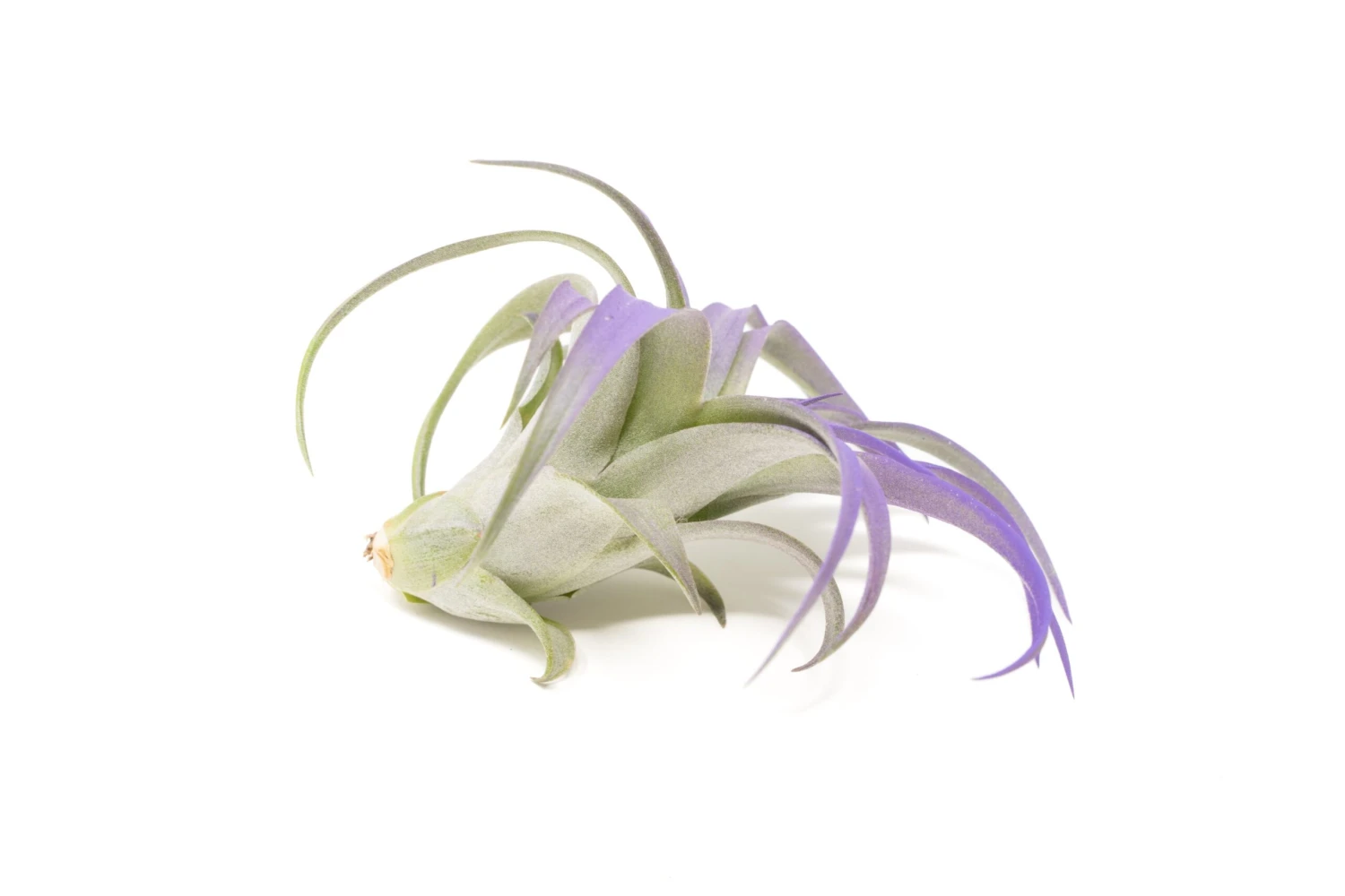 Color Enhanced - Tillandsia Abdita Brachycaulos Air Plants 4 Color Enhanced - Tillandsia Abdita Brachycaulos Air Plants - Image 4