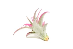 Raspberry Pink Enhanced Tillandsia Air Plants - Colorful Air Plants -Air plant supply co. Enhanced Colored Tillandsia Air Plant Brachycaulos Abdita Raspberry Pink 3 1 scaled