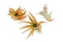 Tangerine Enhanced Tillandsia Air Plants - Colorful Air Plants 36 Tangerine Enhanced Tillandsia Air Plants - Colorful Air Plants -Air plant supply co. Enhanced Colored Tillandsia Air Plant Brachycaulos Abdita Tangerine 1 1