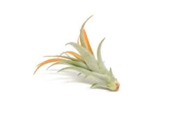 Tangerine Enhanced Tillandsia Air Plants - Colorful Air Plants 35 Tangerine Enhanced Tillandsia Air Plants - Colorful Air Plants -Air plant supply co. Enhanced Colored Tillandsia Air Plant Brachycaulos Abdita Tangerine 2 1
