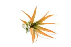 Tangerine Enhanced Tillandsia Air Plants - Colorful Air Plants 37 Tangerine Enhanced Tillandsia Air Plants - Colorful Air Plants -Air plant supply co. Enhanced Colored Tillandsia Air Plant Brachycaulos Abdita Tangerine 3