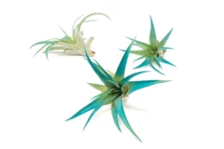 Teal Blue Enhanced Tillandsia Air Plants - Colorful Air Plants -Air plant supply co. Enhanced Colored Tillandsia Air Plant Brachycaulos Abdita Teal Blue 1 scaled