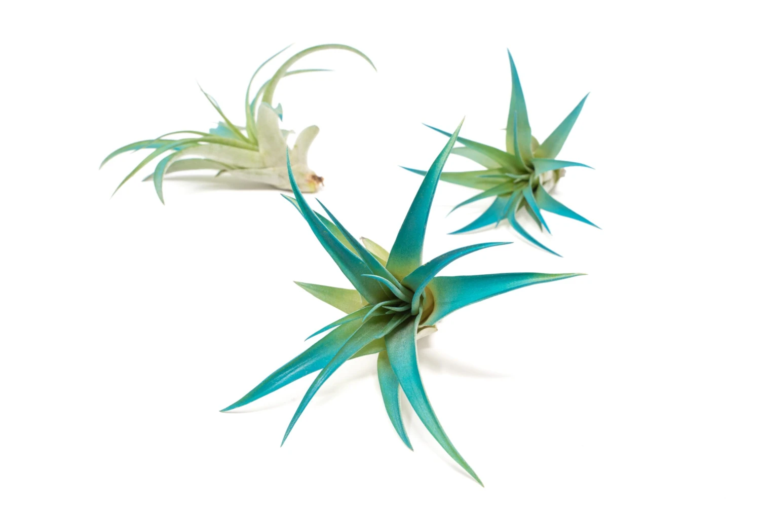 Teal Blue Enhanced Tillandsia Air Plants - Colorful Air Plants - Image 19