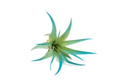 Teal Blue Enhanced Tillandsia Air Plants - Colorful Air Plants -Air plant supply co. Enhanced Colored Tillandsia Air Plant Brachycaulos Abdita Teal Blue 2 1 scaled