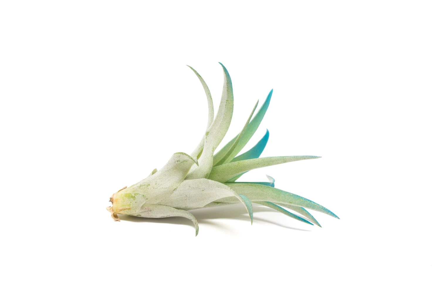 Teal Blue Enhanced Tillandsia Air Plants - Colorful Air Plants - Image 18