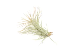 Color Enhanced - Tillandsia Funckiana Air Plants -Air plant supply co. Enhanced Colored Tillandsia Air Plant Funckiana Coral 2 1 scaled