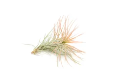 Coral Enhanced Tillandsia Air Plants - Colorful Air Plants 21 Coral Enhanced Tillandsia Air Plants - Colorful Air Plants -Air plant supply co. Enhanced Colored Tillandsia Air Plant Funckiana Coral 3 scaled