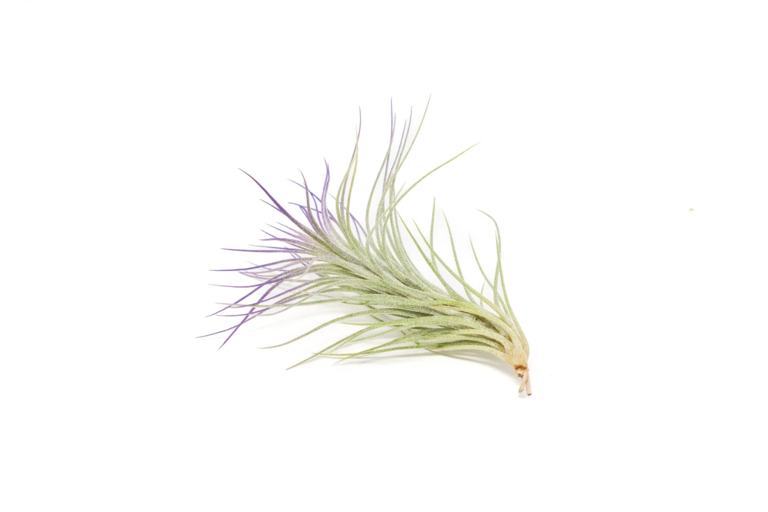 Color Enhanced - Tillandsia Funckiana Air Plants - Image 16