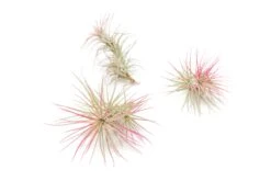 Raspberry Pink Enhanced Tillandsia Air Plants - Colorful Air Plants -Air plant supply co. Enhanced Colored Tillandsia Air Plant Funckiana Raspberry Pink 1