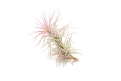 Raspberry Pink Enhanced Tillandsia Air Plants - Colorful Air Plants -Air plant supply co. Enhanced Colored Tillandsia Air Plant Funckiana Raspberry Pink 2 scaled