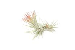 Red Enhanced Tillandsia Air Plants - Colorful Air Plants -Air plant supply co. Enhanced Colored Tillandsia Air Plant Funckiana Red 2