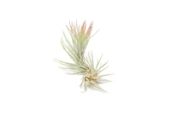 Color Enhanced - Tillandsia Funckiana Air Plants -Air plant supply co. Enhanced Colored Tillandsia Air Plant Funckiana Red 3 1 scaled