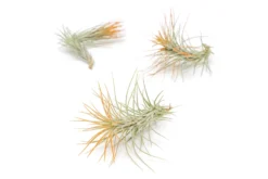 Tangerine Enhanced Tillandsia Air Plants - Colorful Air Plants -Air plant supply co. Enhanced Colored Tillandsia Air Plant Funckiana Tangerine 1 scaled