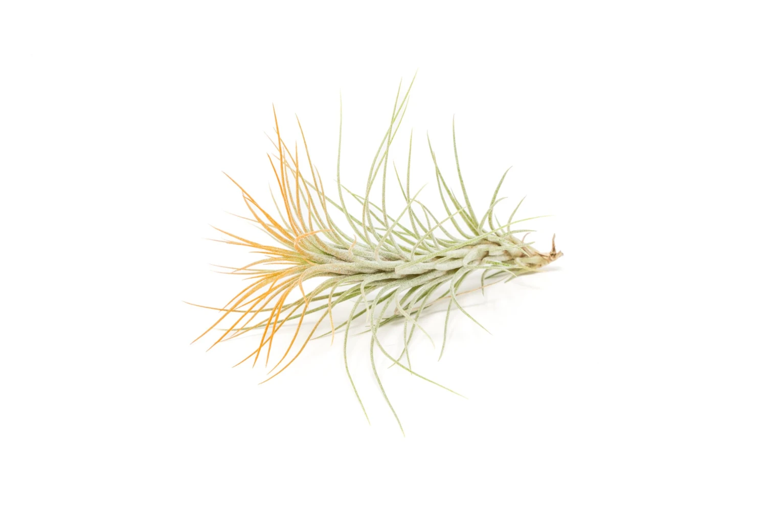 Tangerine Enhanced Tillandsia Air Plants - Colorful Air Plants 13 Tangerine Enhanced Tillandsia Air Plants - Colorful Air Plants - Image 13