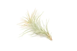 Color Enhanced - Tillandsia Funckiana Air Plants -Air plant supply co. Enhanced Colored Tillandsia Air Plant Funckiana Tangerine 3 1 scaled
