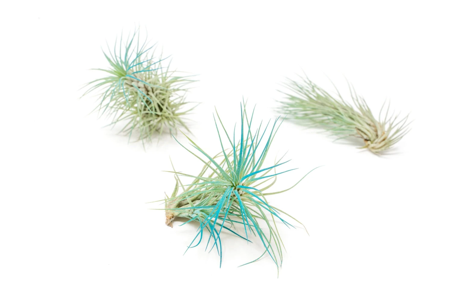 Teal Blue Enhanced Tillandsia Air Plants - Colorful Air Plants - Image 14