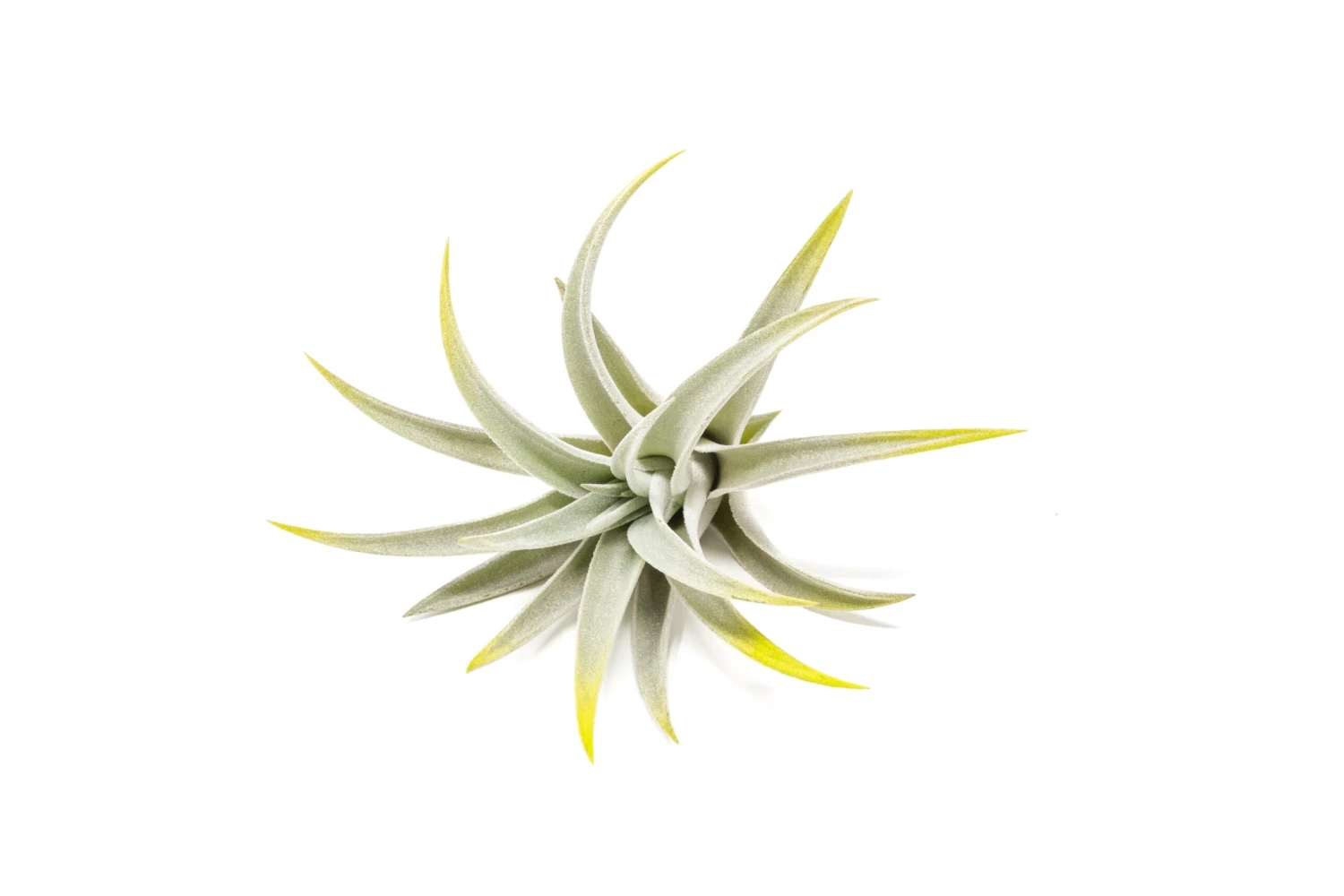 Bright Green Enhanced Tillandsia Air Plants - Colorful Air Plants - Image 9