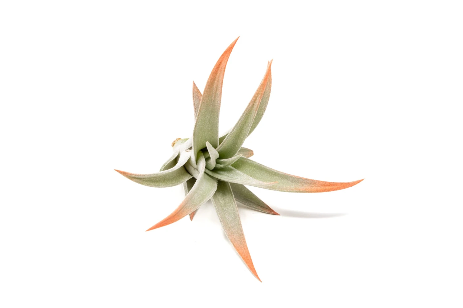 Coral Enhanced Tillandsia Air Plants - Colorful Air Plants - Image 12
