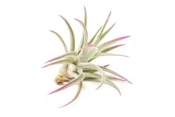 Fuchsia Enhanced Tillandsia Air Plants - Colorful Air Plants 25 Fuchsia Enhanced Tillandsia Air Plants - Colorful Air Plants -Air plant supply co. Enhanced Colored Tillandsia Air Plant Harrisii Fuchsia 3