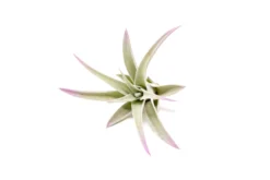 Color Enhanced - Tillandsia Harrisii Air Plants -Air plant supply co. Enhanced Colored Tillandsia Air Plant Harrisii Lavender 2 scaled
