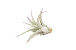 Lavender Enhanced Tillandsia Air Plants - Colorful Air Plants -Air plant supply co. Enhanced Colored Tillandsia Air Plant Harrisii Lavender 3 scaled