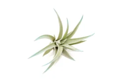 Light Blue Enhanced Tillandsia Air Plants - Colorful Air Plants -Air plant supply co. Enhanced Colored Tillandsia Air Plant Harrisii Light Blue 2 scaled