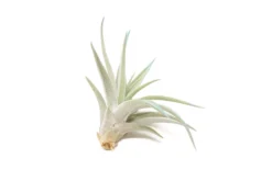 Light Blue Enhanced Tillandsia Air Plants - Colorful Air Plants -Air plant supply co. Enhanced Colored Tillandsia Air Plant Harrisii Light Blue 3 scaled